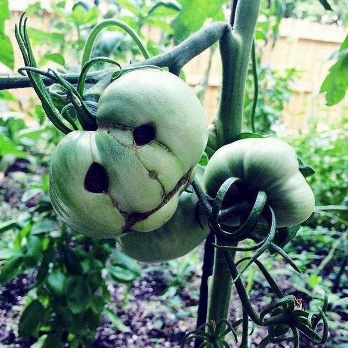 1611023933 293 24 Frutas e legumes que foram modificados pela natureza de