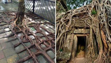 19 árvores tentando recuperar seu lugar e lutando para sobreviver