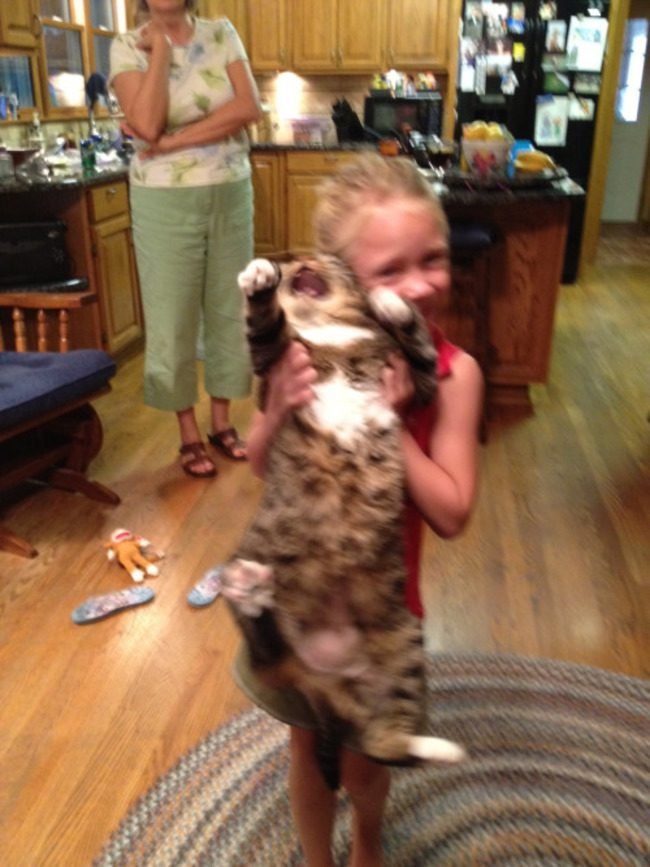 animais-querem-voce-pare-3