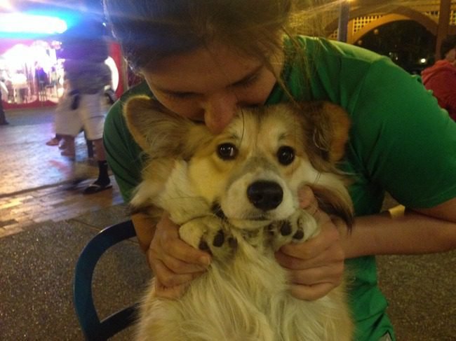 animais-querem-voce-pare-5