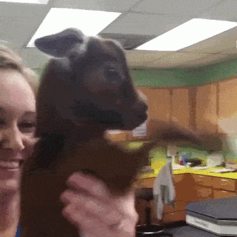 animais-querem-voce-pare-16