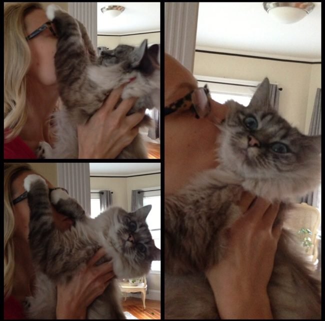 animais-querem-voce-pare-17