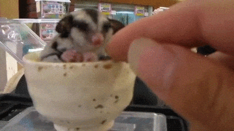 animais-querem-voce-pare-18