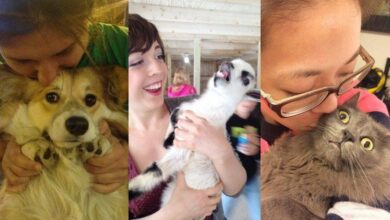 18 animais que só querem que seus donos abracem outra coisa!