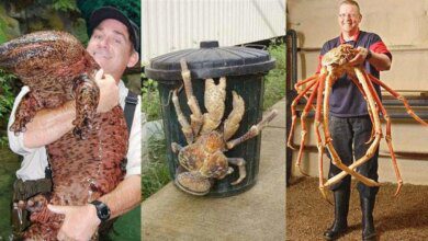 1751478868 19 animais que cresceram alem da conta 19 Animais que cresceram além da conta