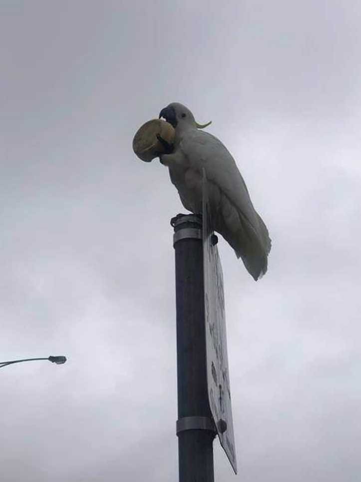 1624372699 935 19 fotos provando que na Australia nao existe momentos de