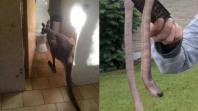 19 fotos provando que na Austrália não existe momentos de tédio