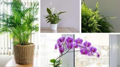 11 plantas que ajudam reduzir o estresse