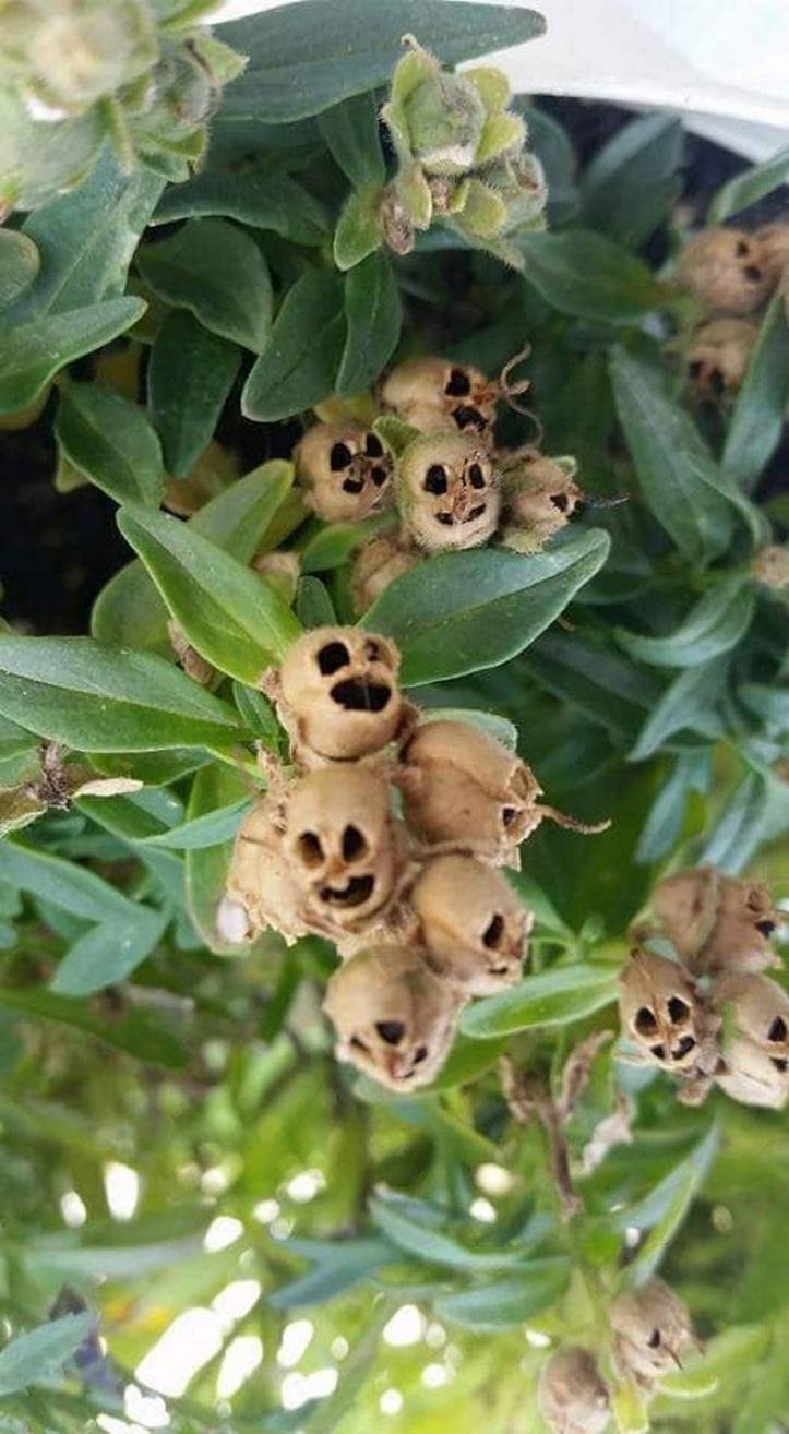 1751479823 811 13 vezes que a natureza mostrou estar realmente confusa 1616604576 290 13 vezes que a natureza mostrou estar realmente confusa