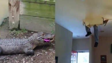 Seu dia está ruim? Estas 10 fotos te farão se sentir bem melhor