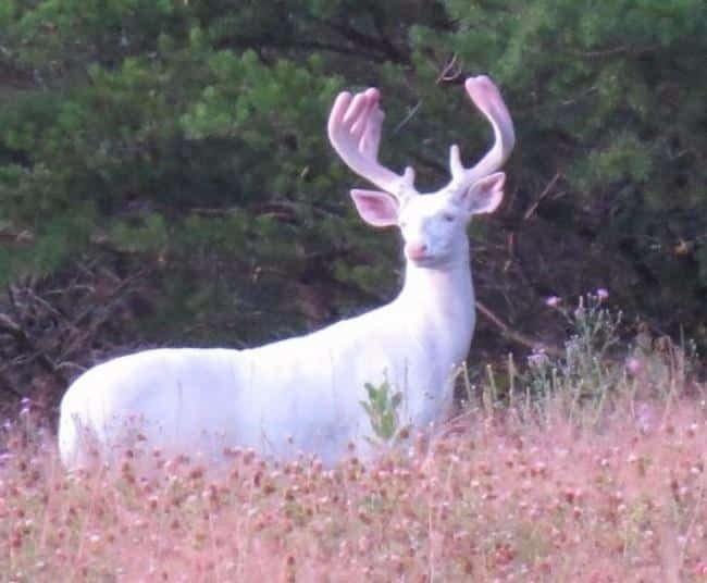 1595034073 538 19 Fotografias que nao precisam de Photoshop para impressionar