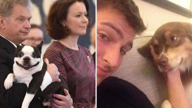 15 Animais que são um verdadeiro grude com seus donos