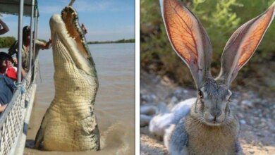 22 Vezes em que as pessoas compartilharam fotos de coisas e criaturas surpreendentemente grandes