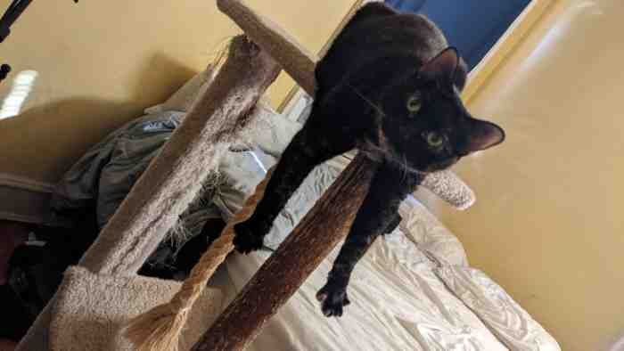 1751488873 139 22 fotos que provam que alguns animais se comportam de 1651785804 477 22 fotos provando que alguns animais se comportam de formas