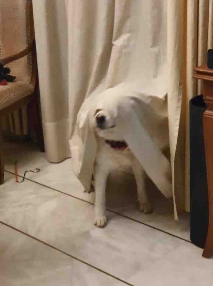 1751488874 109 22 fotos que provam que alguns animais se comportam de 1651785805 905 22 fotos provando que alguns animais se comportam de formas