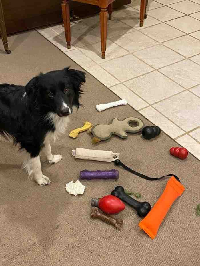 1651785805 419 22 fotos provando que alguns animais se comportam de formas