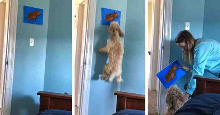 1751488874 576 22 fotos que provam que alguns animais se comportam de 1651785806 618 22 fotos provando que alguns animais se comportam de formas