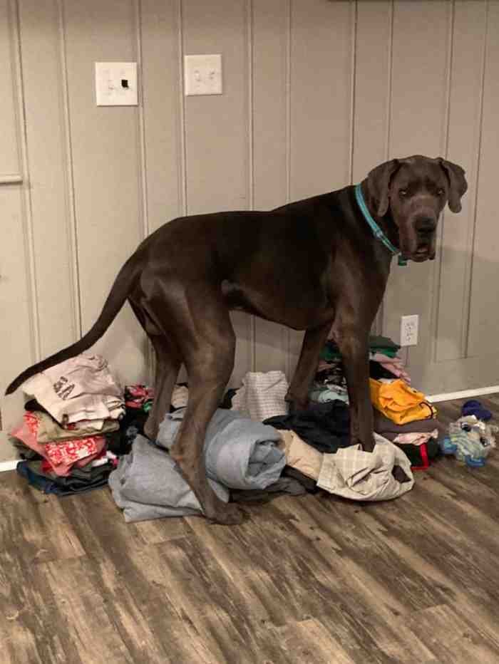 1651785807 479 22 fotos provando que alguns animais se comportam de formas