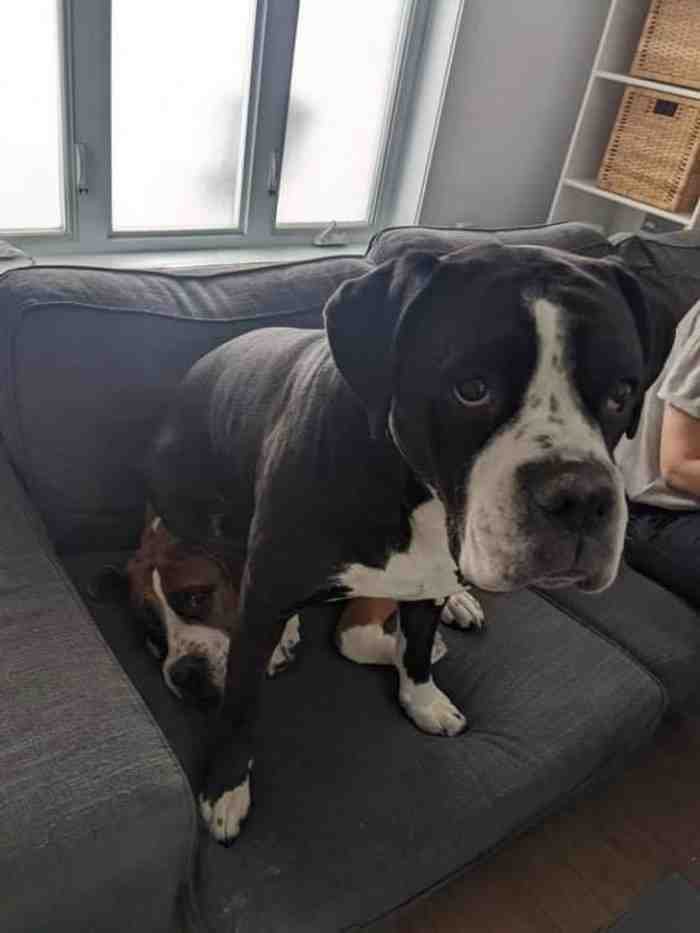 1751488874 815 22 fotos que provam que alguns animais se comportam de 1651785806 340 22 fotos provando que alguns animais se comportam de formas