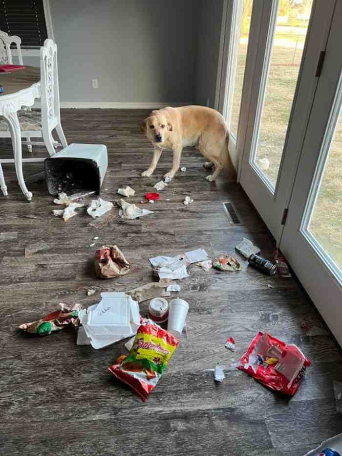 1751488875 590 22 fotos que provam que alguns animais se comportam de 1651785807 154 22 fotos provando que alguns animais se comportam de formas