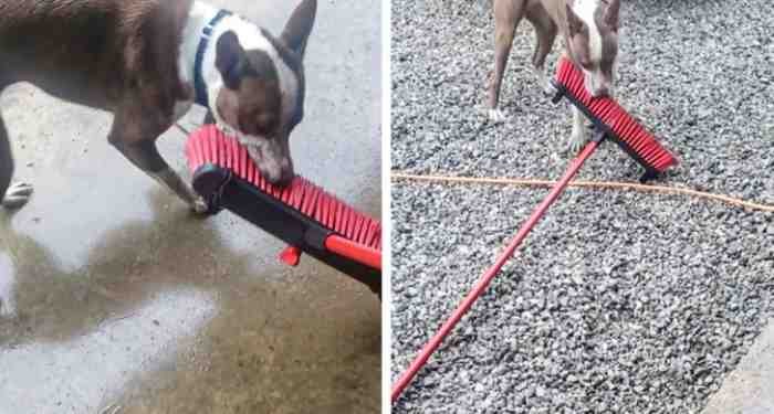 1651785809 388 22 fotos provando que alguns animais se comportam de formas