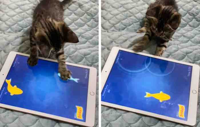 1751488877 944 22 fotos que provam que alguns animais se comportam de 1651785810 617 22 fotos provando que alguns animais se comportam de formas