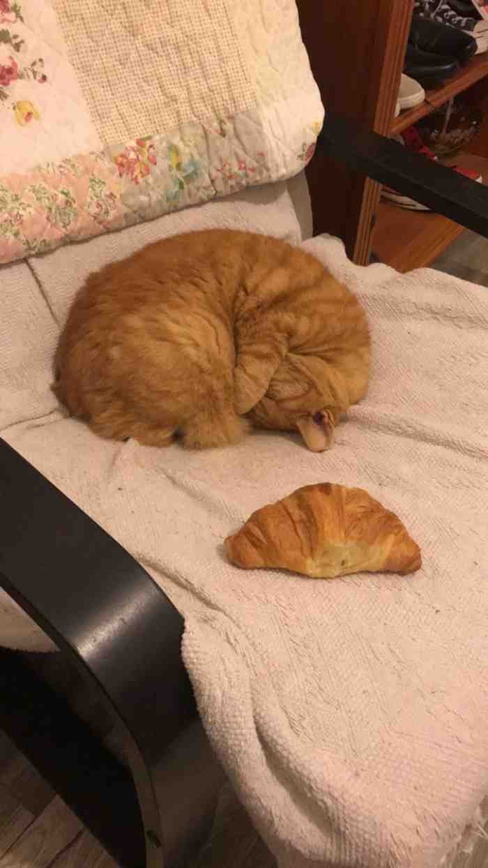 1751488878 62 22 fotos que provam que alguns animais se comportam de 1651785810 460 22 fotos provando que alguns animais se comportam de formas