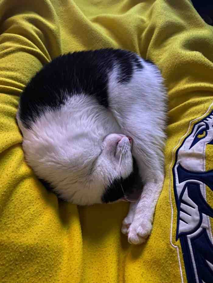 1751488880 906 22 fotos que provam que alguns animais se comportam de 1651785811 724 22 fotos provando que alguns animais se comportam de formas