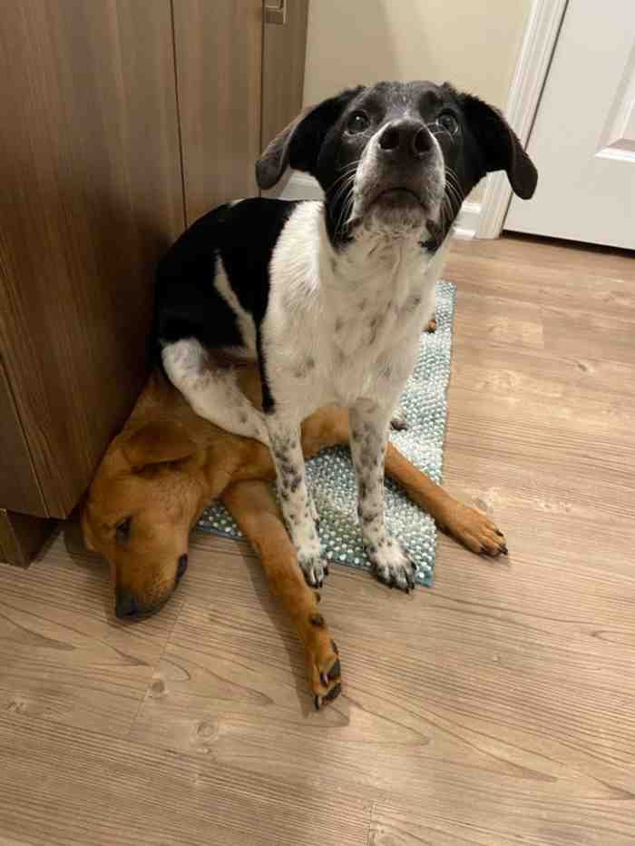 1651785811 843 22 fotos provando que alguns animais se comportam de formas