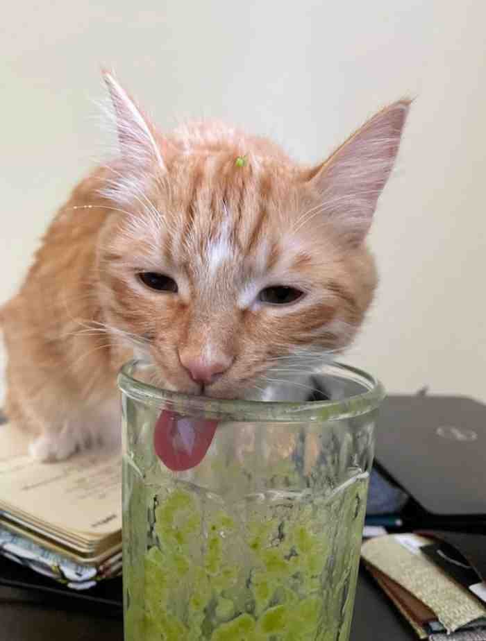 1751488882 999 22 fotos que provam que alguns animais se comportam de 1651785812 535 22 fotos provando que alguns animais se comportam de formas