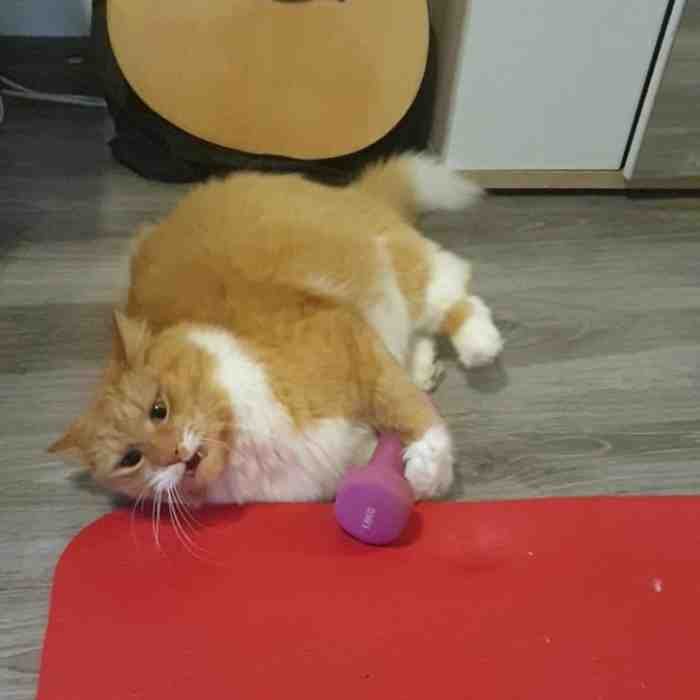 1651785813 902 22 fotos provando que alguns animais se comportam de formas