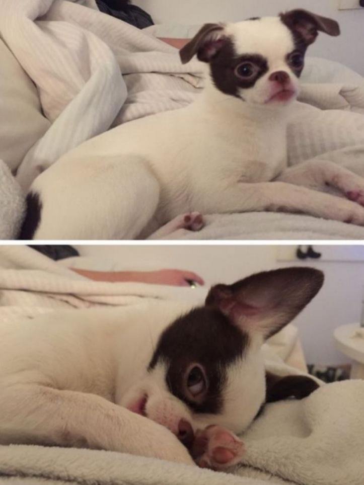 1751495168 818 26 fotos do antes e depois de animais serem chamados 1600205761 928 30 fotos do antes e depois de alguns animais serem