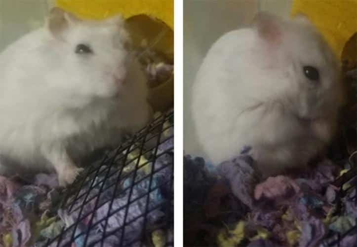 1751495173 960 26 fotos do antes e depois de animais serem chamados 1600205764 224 30 fotos do antes e depois de alguns animais serem