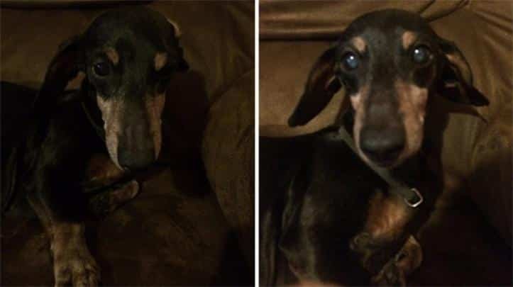 1751495175 566 26 fotos do antes e depois de animais serem chamados 1600205765 3 30 fotos do antes e depois de alguns animais serem