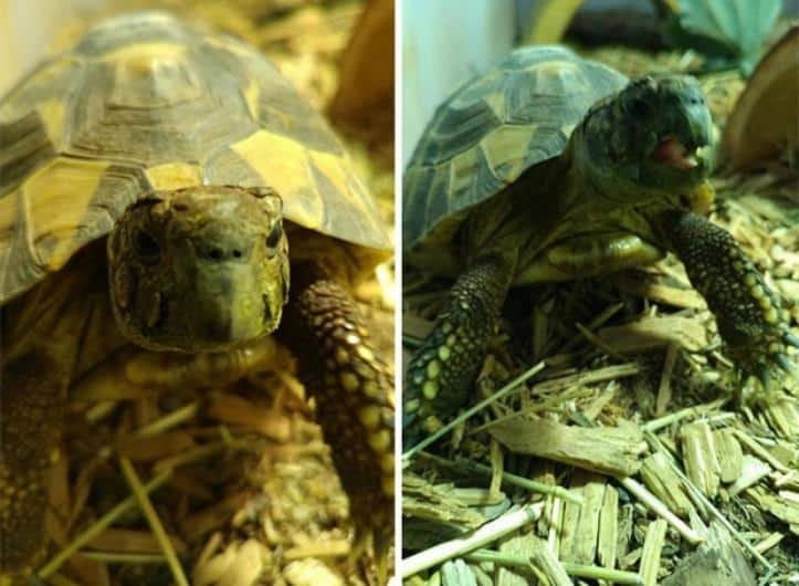 1751495176 520 26 fotos do antes e depois de animais serem chamados 1600205766 278 30 fotos do antes e depois de alguns animais serem