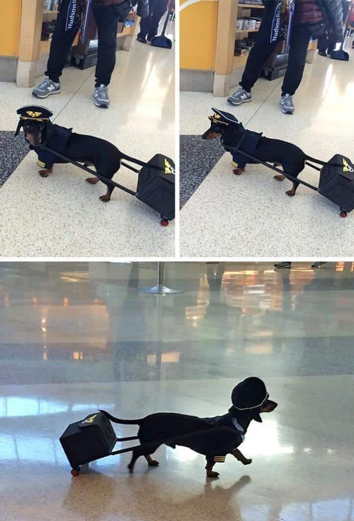 1751495181 5 26 fotos do antes e depois de animais serem chamados 1600205768 992 30 fotos do antes e depois de alguns animais serem