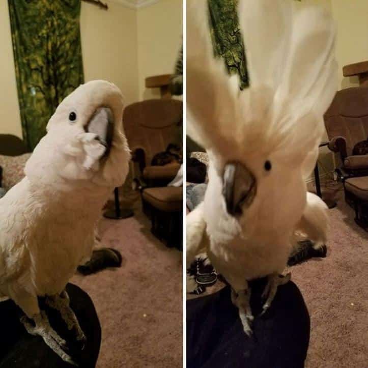 1751495182 375 26 fotos do antes e depois de animais serem chamados 1600205768 669 30 fotos do antes e depois de alguns animais serem