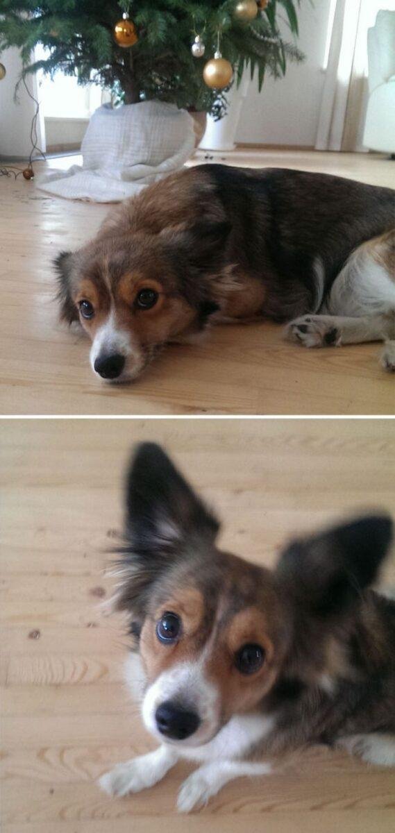 1751495183 970 26 fotos do antes e depois de animais serem chamados 1600205769 489 30 fotos do antes e depois de alguns animais serem