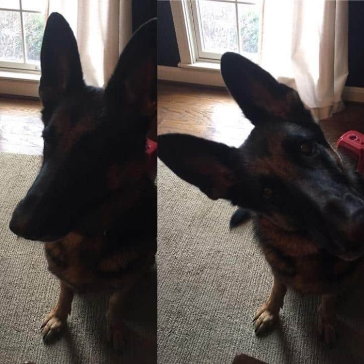 1751495187 867 26 fotos do antes e depois de animais serem chamados 1600205771 523 30 fotos do antes e depois de alguns animais serem