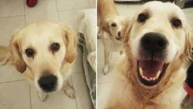 26 fotos do antes e depois de animais serem chamados de “bom garoto”