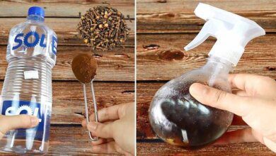 1751497368 repelente natural para afastar mosquitos formigas e outros insetos Repelente natural para afastar mosquitos, formigas e outros insetos