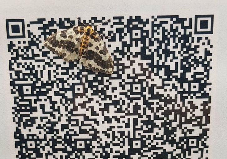 1751498152 70 17 provas de que a camuflagem esta presente em toda 1647300197 383 17 provas de que a camuflagem esta presente em todos