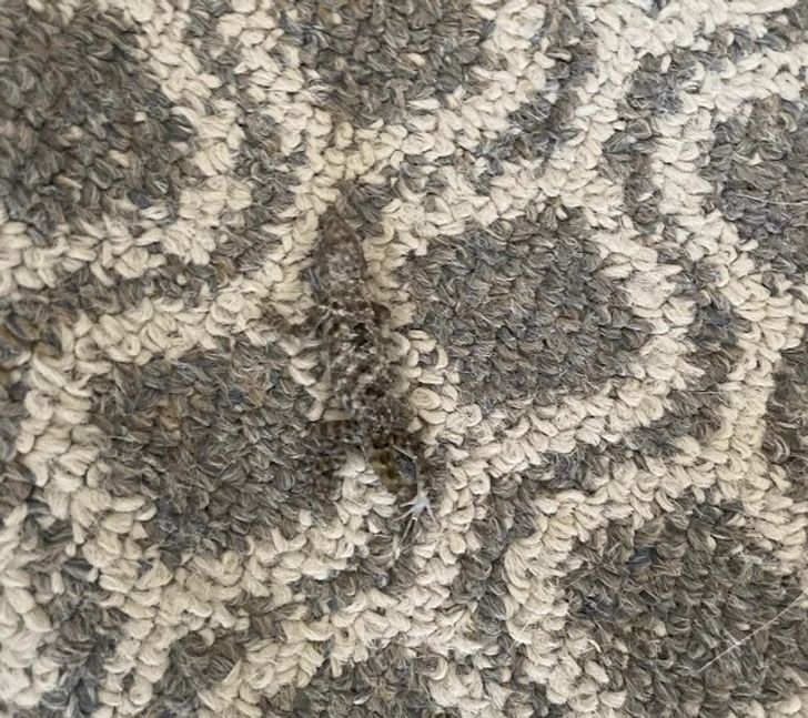 1751498160 530 17 provas de que a camuflagem esta presente em toda 1647300204 44 17 provas de que a camuflagem esta presente em todos