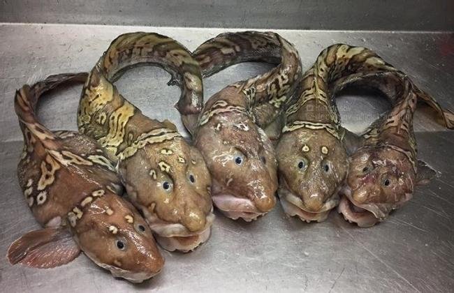 1638150422 974 14 Criaturas da natureza que com certeza vieram de outro