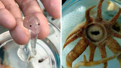 14 Criaturas da natureza que com certeza vieram de outro planeta