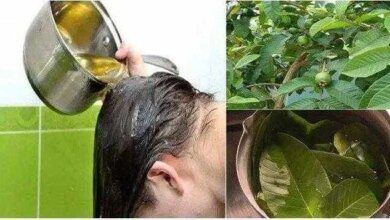 Como fazer o cabelo crescer com folha da goiaba