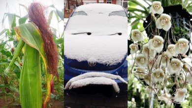 22 Vezes em que as pessoas experimentaram a pareidolia e resolveram compartilhar