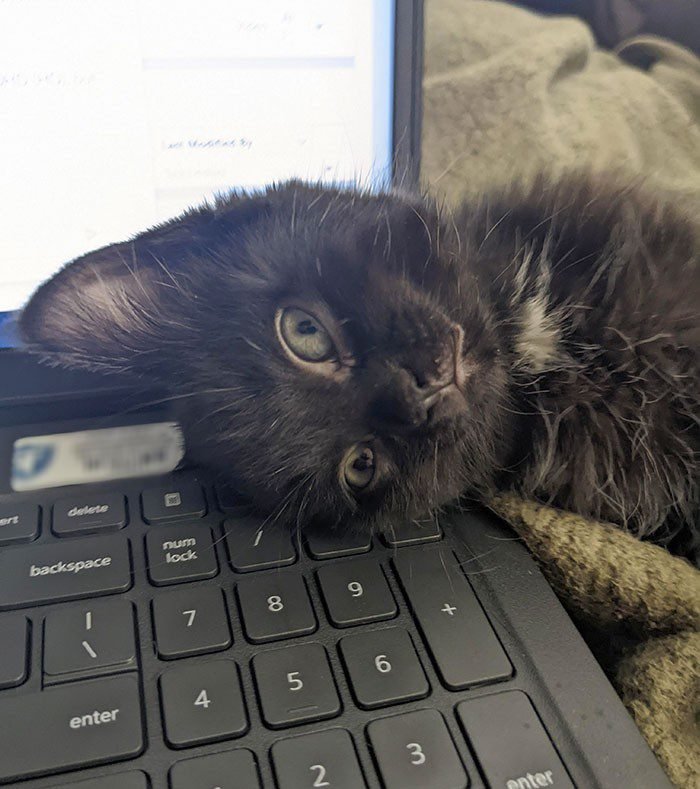 1751502580 673 22 animais que nao tem nocao de espaco pessoal 1652730379 248 22 Animais que nao tem a minima nocao de espaco