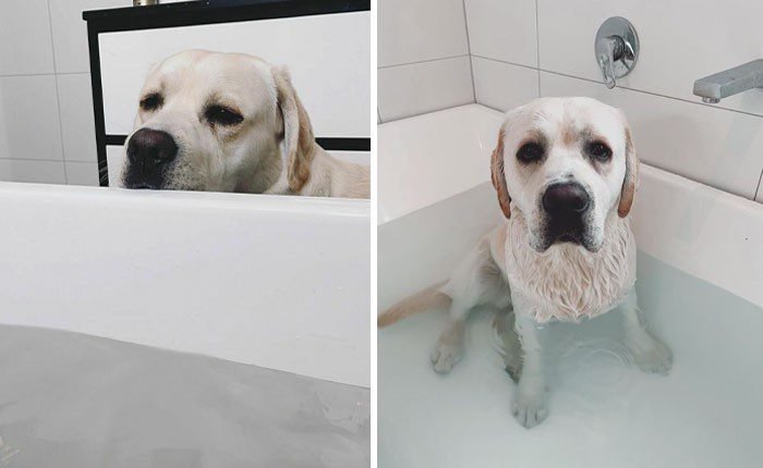 1751502582 56 22 animais que nao tem nocao de espaco pessoal 1652730381 615 22 Animais que nao tem a minima nocao de espaco