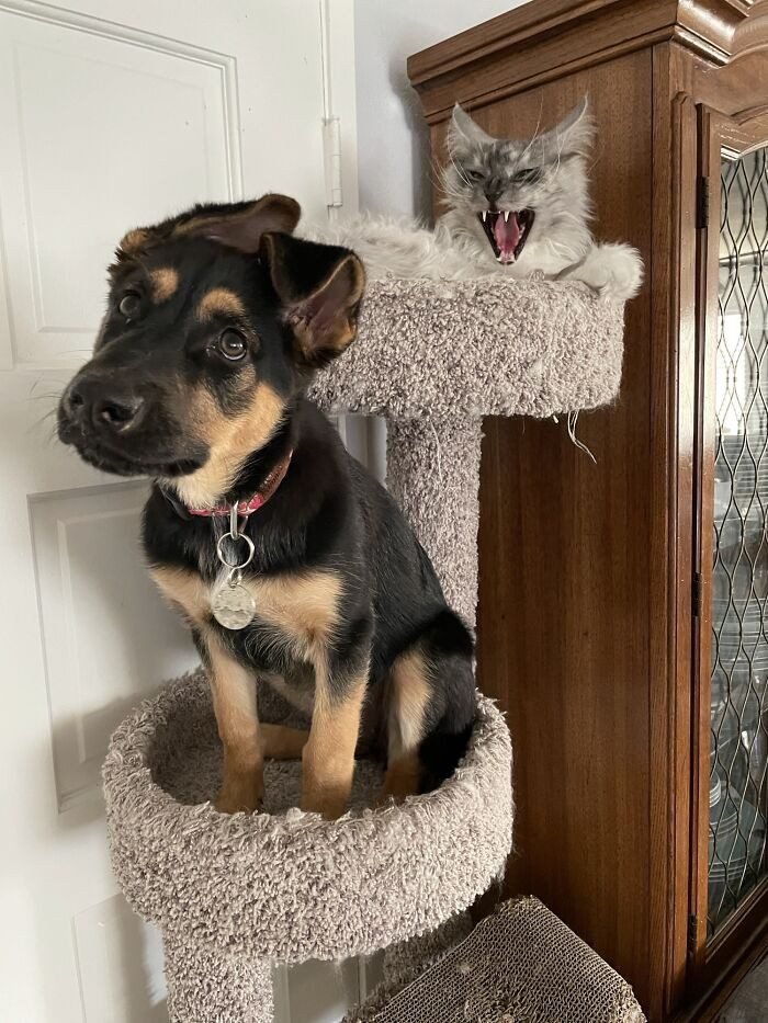 1751502583 749 22 animais que nao tem nocao de espaco pessoal 1652730382 598 22 Animais que nao tem a minima nocao de espaco